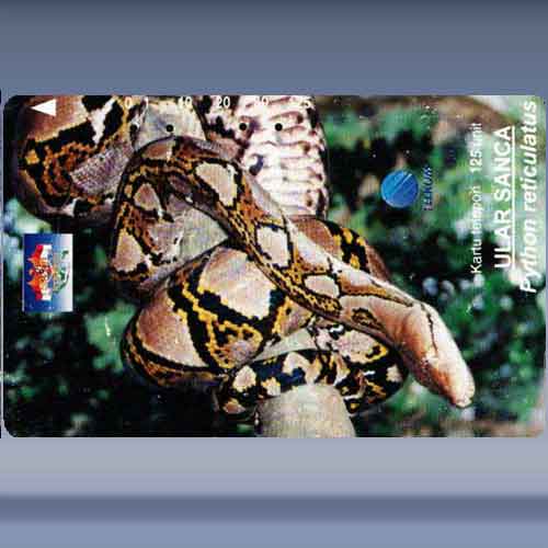 Python reticulatus